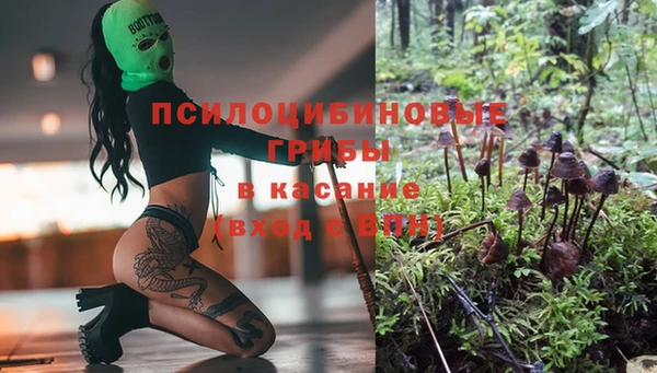 прущие грибы Абаза